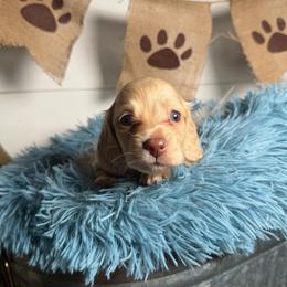 Parker - Cream male Dachshund puppy in New Albany, Mississippi from Double A. Doxies