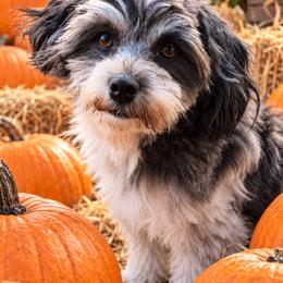 Domino - Havanese