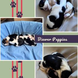 Biewer Terrier puppies from Biewer Bliss Kennel