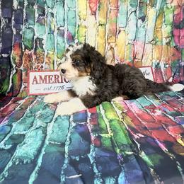 Baylor - Blue merle male Bernedoodle puppy in Moulton, Iowa from Shondel Puppy Paws
