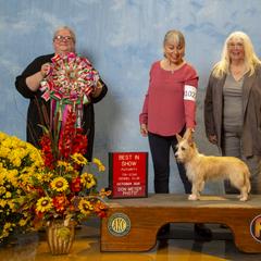 Miniature American Shepherd and Portuguese Podengo Pequeno All Grown Up from Kaprikorn