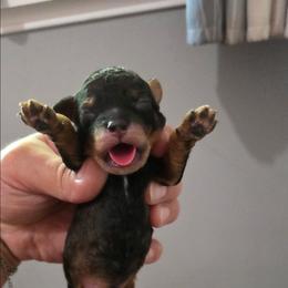 Boy 2 - Black & tan tri-color male Maltipoo puppy in Everett, Washington from Meadows Ranch
