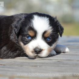 BTM-3 - Black tri male Miniature Australian Shepherd puppy in Baker City, Oregon from Back Country Aussies