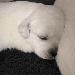 Bamboo Boy 5 - Light golden male Golden Retriever puppy in Fort Morgan, Colorado from Golden Girls Kennels, LLC