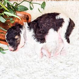 Bo - Parti male Poodle puppy in Gaylord, Michigan from Dog Mom Co. Poodles