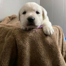 Labrador Retriever Puppies from Cactus Rose Labradors