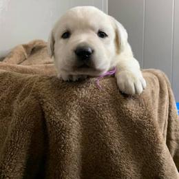 Labrador Retriever Puppies from Cactus Rose Labradors