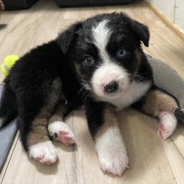 Miniature Australian Shepherd and Toy Australian Shepherd Puppies from Natural Life Ranch
