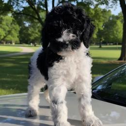 Breezy (Orange) - Parti male Labradoodle puppy in Plainfield, New Jersey from Caris Paws Poodles and Labradoodles