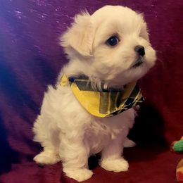Boy 2 - White Maltese puppy in Kinder, Louisiana from Bourque Maltese