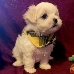 Boy 2 - White Maltese puppy in Kinder, Louisiana from Bourque Maltese