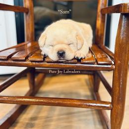 Sam - Yellow male Labrador Retriever puppy in Cinebar, Washington from Pure Joy Labradors