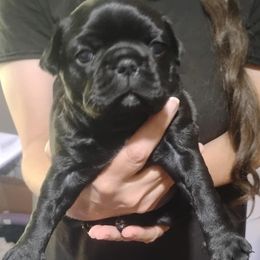 Chooseme - Black male Companion Cross puppy in Sulligent, Alabama from Easter Bostons,Pugs & Buggs