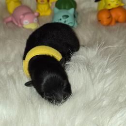 Yellow Male - Black and tan male Pomeranian puppy in Buckeye, Arizona from BL Poms Heaven