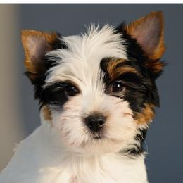 Oso - Black tan and white male Biewer Terrier puppy in Brentwood, California from Perfección Del Cielo Biewer Terriers
