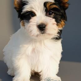 Oso - Black tan and white male Biewer Terrier puppy in Brentwood, California from Perfección Del Cielo Biewer Terriers