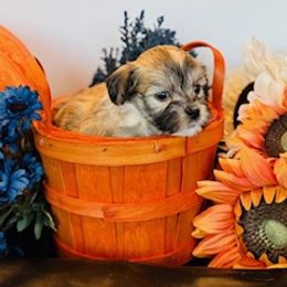 Girl 2 - female Havanese puppy in Bealeton, Virginia from Sonny's Pups