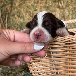 Ruby AKC - Red tri-color female Australian Shepherd puppy in Polk City, Florida from Skaky Shepherds
