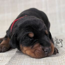 Black Male Red Collar - Black and rust male Doberman Pinscher puppy in Spencer, Indiana from Jackson's Dobermans