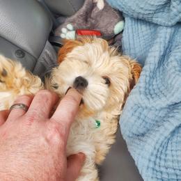 Shihpoo and Shih Tzu Puppies from The Luckie Puppy