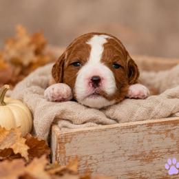 Emmylou (Annabelle) - Red  female Goldendoodle puppy in Hendersonville, Tennessee from Ben's Best Buddy Goldendoodles