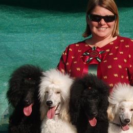 Poodles from Tiara Standard Poodles