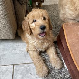 Girl 1 - female Goldendoodle puppy in Sugarcreek, Ohio from True Hearted Doodles