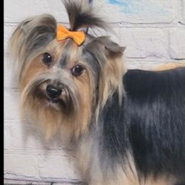 Yorkshire Terriers from Little things