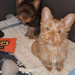 DASH - Chocolate, tan and white male Yorkshire Terrier puppy in Eastpointe, Michigan from TLC Kennels TenderLittleCuties