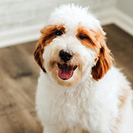 Coco - Goldendoodle