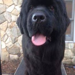 Newfoundland All Grown Up from Sweetwater Newfoundland