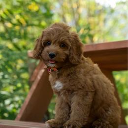 Big red - Red and white male Cockapoo puppy in Deming, Washington from Heavenly Puppies to Love