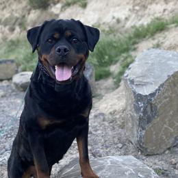 Rottweilers from Exemplar Rottweilers