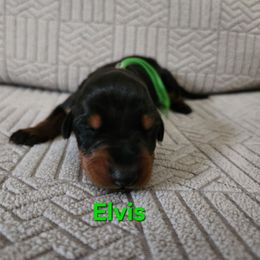 Elvis - Black and rust male Doberman Pinscher puppy in Blanchester, Ohio from Battle Creek Dobermans
