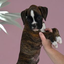 Tan brindle girl 6 - Brindle female Boxer puppy in Red Boiling Springs, Tennessee from Silver Rain