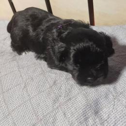 Tippy - Black and white female Shichon puppy in Imperial, Missouri from Shichon Teddybear  puppies of Miss