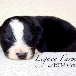 BTM Yankee - Black tri-color male Australian Shepherd puppy in Shelby, Alabama from Legacy Farms