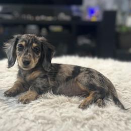 Tammy - Dapple female Dachshund puppy in Price, Utah from Stone Kennels