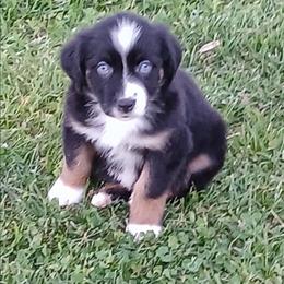 Kiara - Pink - Girl - Black tri-color female Australian Shepherd puppy in Charlotte, North Carolina from Tranquility Trail Aussies