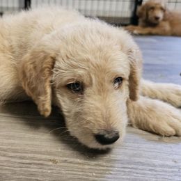 Fox - Gold male Labradoodle puppy in Lansing, North Carolina from Murphy Manor Mountain Doodles