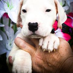Black collar male- Erebus - White male Dogo Argentino puppy in San Diego, California from Debonair Dogos