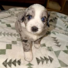 Autumn - Blue merle female Aussiedoodle puppy in Seguin, Texas from Navarro Royal Pups