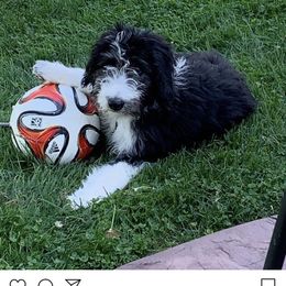 Bordoodle Puppies from Borders of Eby Eden