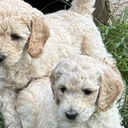 Goldendoodles from Elevation Goldens