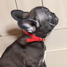 Pickles - Brindle female French Bulldog puppy in Salem, Illinois from Itsabulldogthing