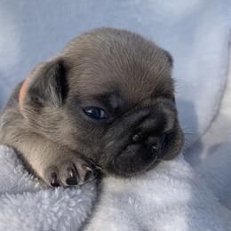 French Bulldog Puppies from Nala’s Nest