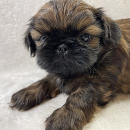 Shih Tzu Puppies from Little Miracles Shih Tzu
