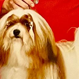 Isaiah - Havanese