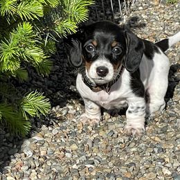 Dachshund Puppies from Daweshunds