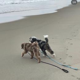 Bernedoodle Puppies from Over the Moon Poodles and Doodles